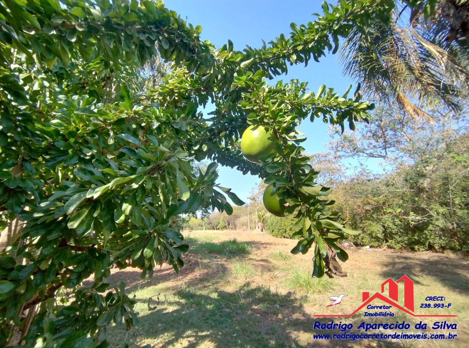 Fazenda à venda com 2 quartos, 1000m² - Foto 36